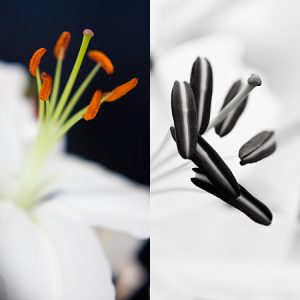 Blommor